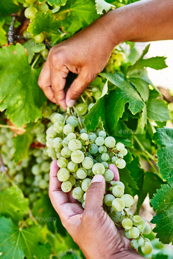 Farmers collecting grapes on organic farms. Woman cutting table grapes. Gardening Stock Photo by